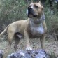 Era el perro perfecto, cariñoso, simpatico, obediente. murio con 14 años porque estaba muy malo.